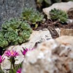 Home lizard, flower background, reptile, head, flowers, beautiful flowers, delosperm, rock garden, fat plants, animal, flower wallpaper, nature