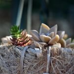 Home succulent, nest, gardening, handmade, decorative