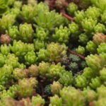 Home Lush close-up photo of green and pink succulents, showcasing nature's patterns and textures.